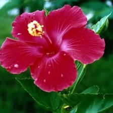 Схема вышивки «гибискус»