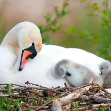 Схема вышивки «№ 144»