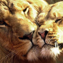 Схема вышивки «№1588404»