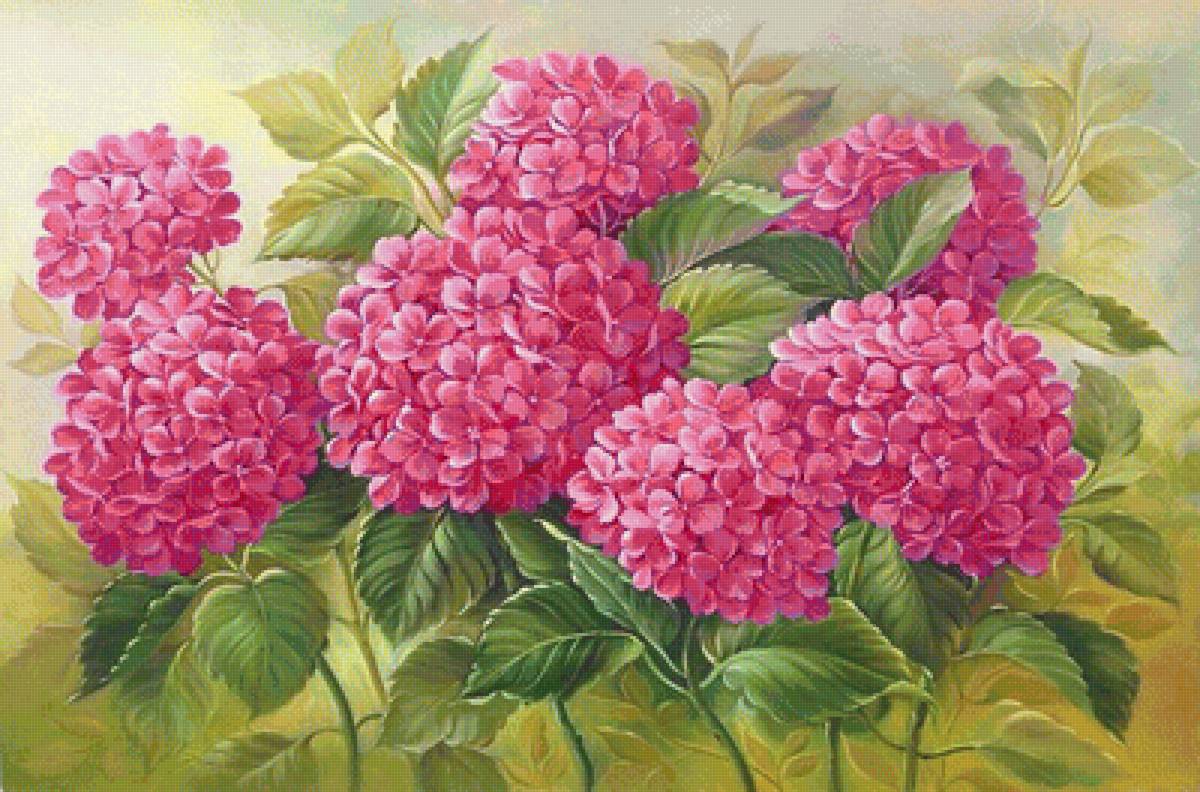 розовое чудо - гортензия, розовые цветы - предпросмотр