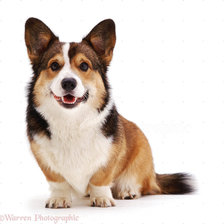 Схема вышивки «вельш корг пемброк»