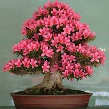 Схема вышивки «Bonsai Azálea»