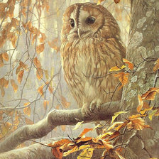 Схема вышивки «СОВА»