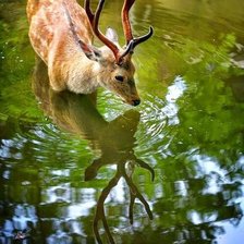 Схема вышивки «ПРИРОДА»