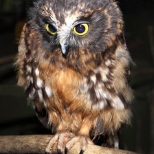 Схема вышивки «Сова»