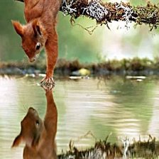 Схема вышивки «БЕЛОЧКА»