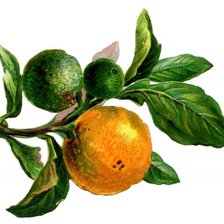 Схема вышивки «мандарины»