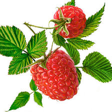 Схема вышивки «малина»