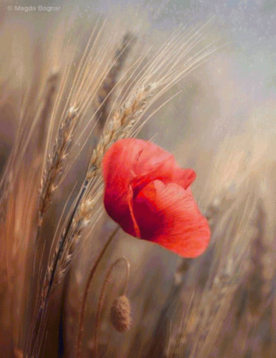 мак - маки, цветы - предпросмотр