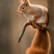 Схема вышивки «белка»