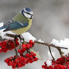 Схема вышивки «Aves Exóticas»