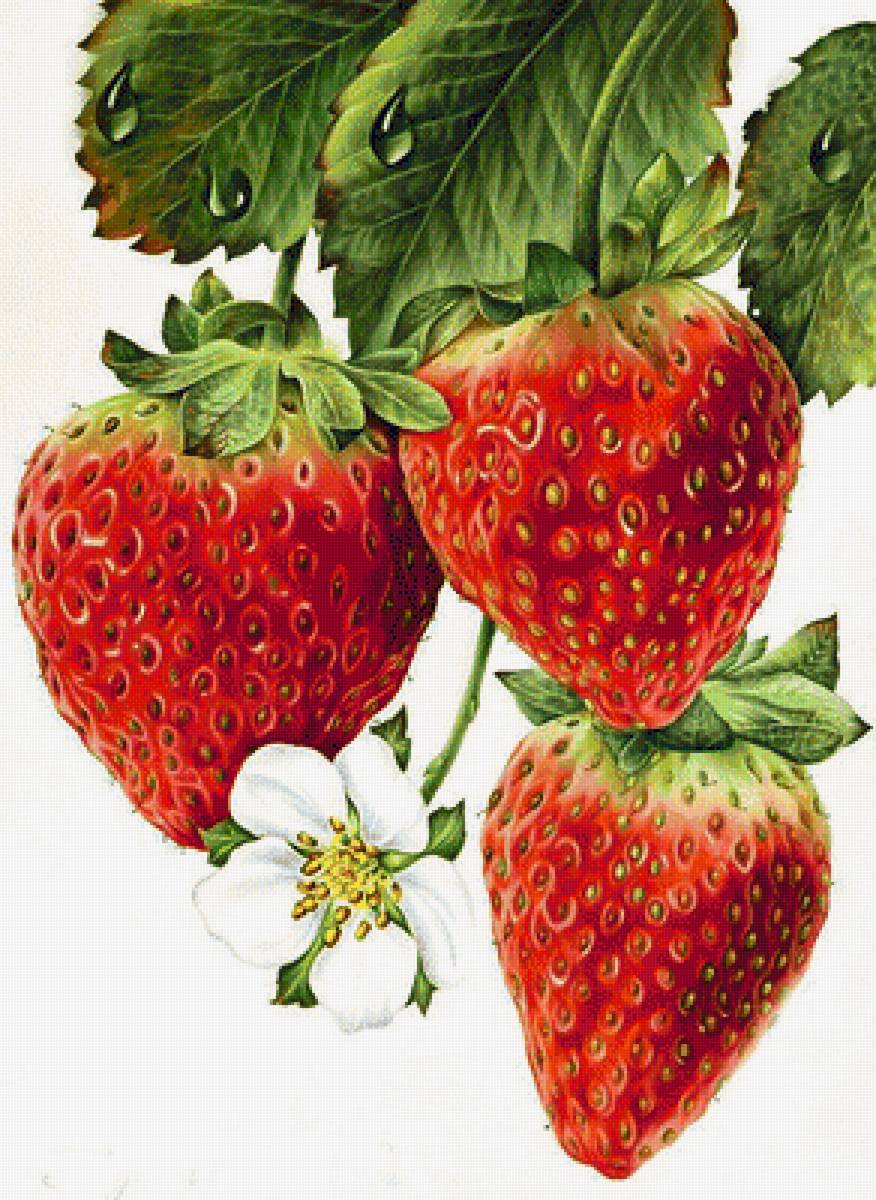ЗЕМЛЯНИКА - земляника - предпросмотр