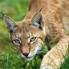 Схема вышивки «РЫСЬ»