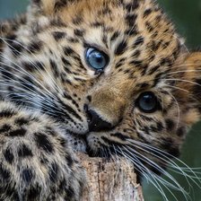 Схема вышивки «ДИКАЯ КОШКА»