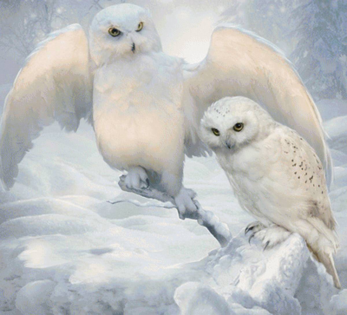 Совы - животные - предпросмотр