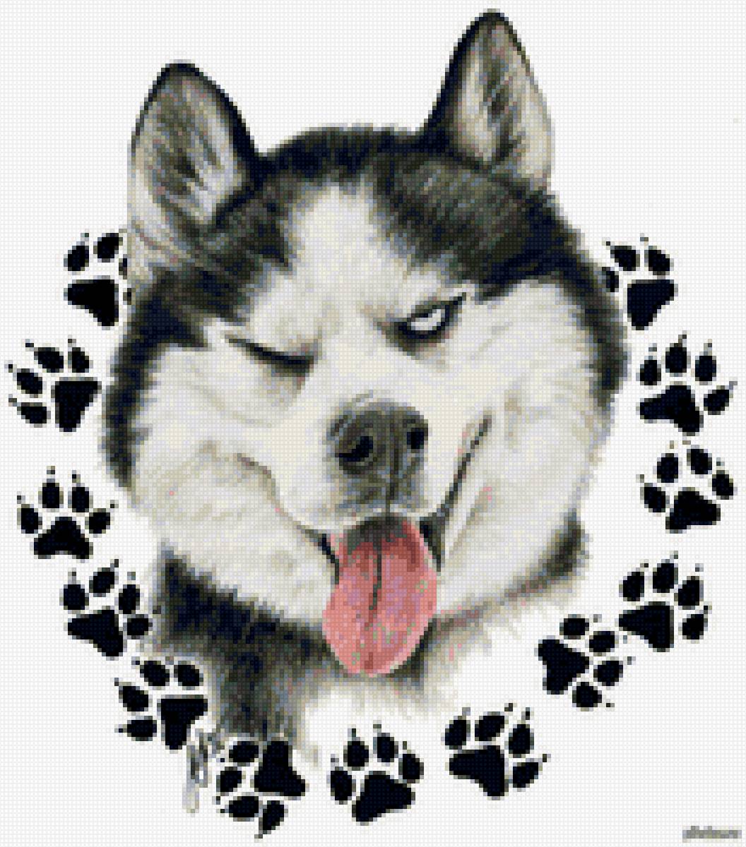 хаски - лапы, хаски - предпросмотр