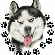 Схема вышивки «хаски»