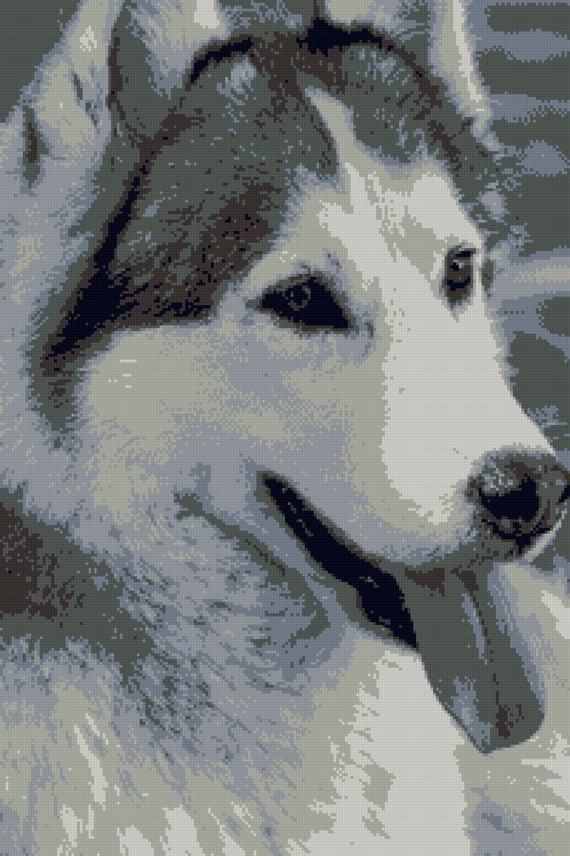 шик хаски - морда, хаски, собака - предпросмотр