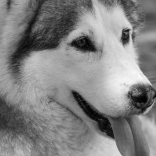 Схема вышивки «шик хаски»