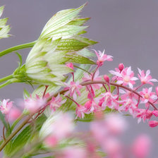 Схема вышивки «Сама нежность»