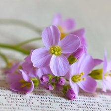 Схема вышивки «Сама нежность 2»