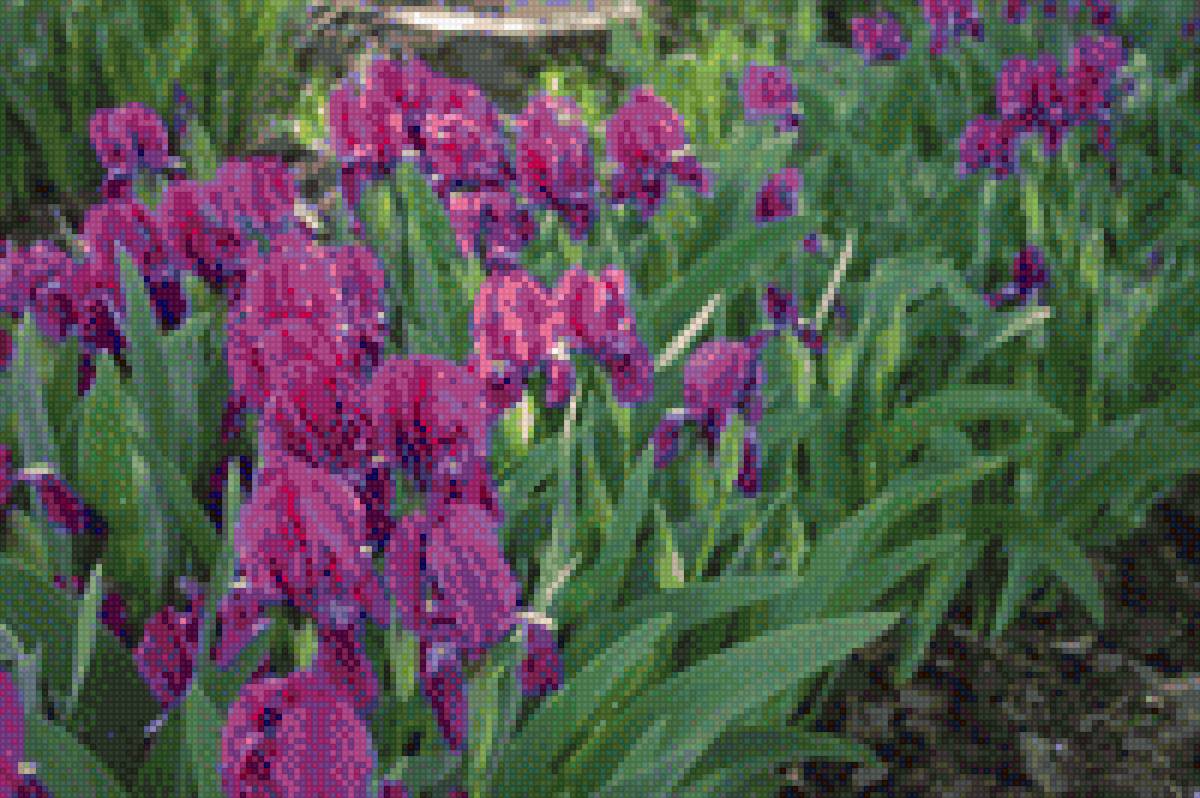 Ирис - предпросмотр