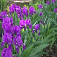 Схема вышивки «Ирис»