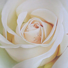 Схема вышивки «РОЗА»