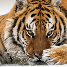 Схема вышивки «Тигр»