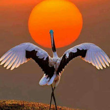 Схема вышивки «Птица»