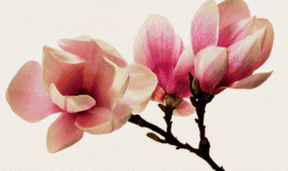 магнолия - цветок, ветка, магнолия - предпросмотр