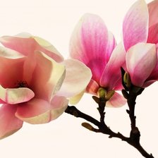 Схема вышивки «магнолия»