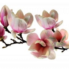 Схема вышивки «магнолия»