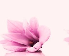 Схема вышивки «магнолия»