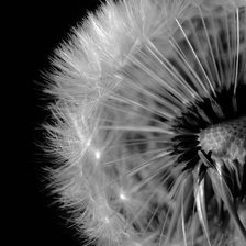 Схема вышивки «одуванчик»