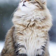 Схема вышивки «Кошечка»