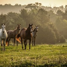 Схема вышивки «Лошади»