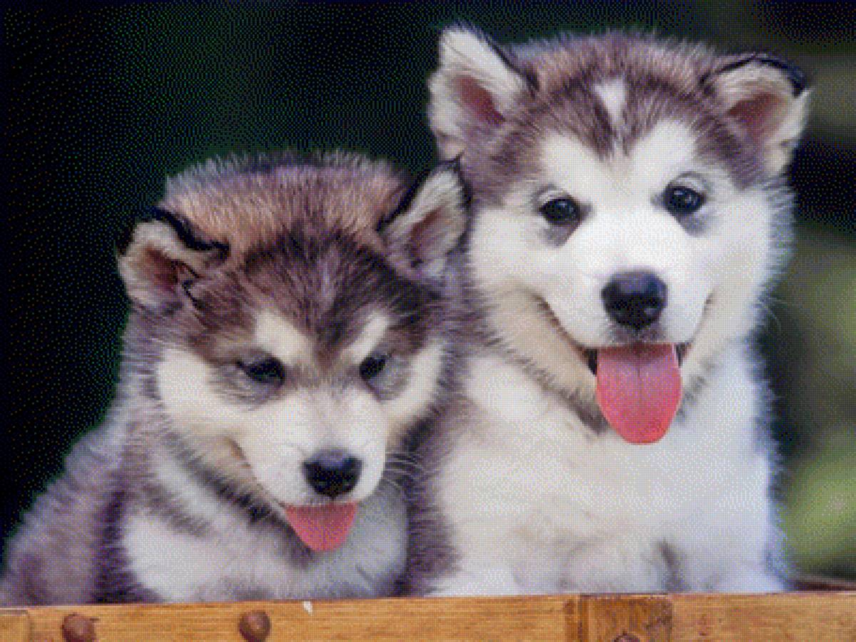 Cachorros - предпросмотр