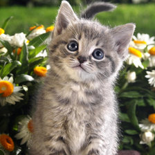 Схема вышивки «Gatito 1»