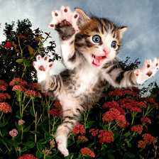 Схема вышивки «Gatito 2»