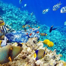 Схема вышивки «Рибки»