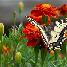 Схема вышивки «Бабочка»