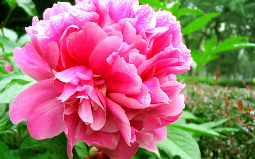 пион - цветы, пион - оригинал