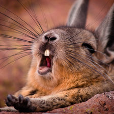 Схема вышивки «Зевота»