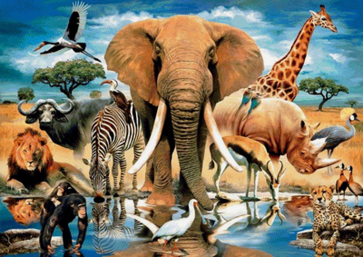 Сафари - предпросмотр