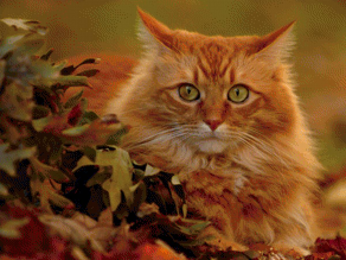 кот - рыжий, кот - предпросмотр