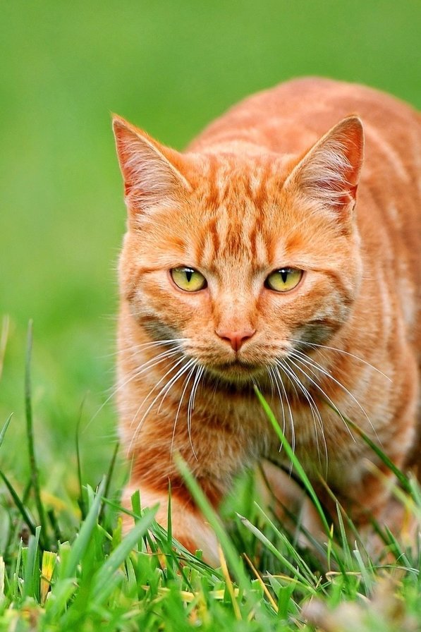 котик на травке - рыжик, кот - оригинал