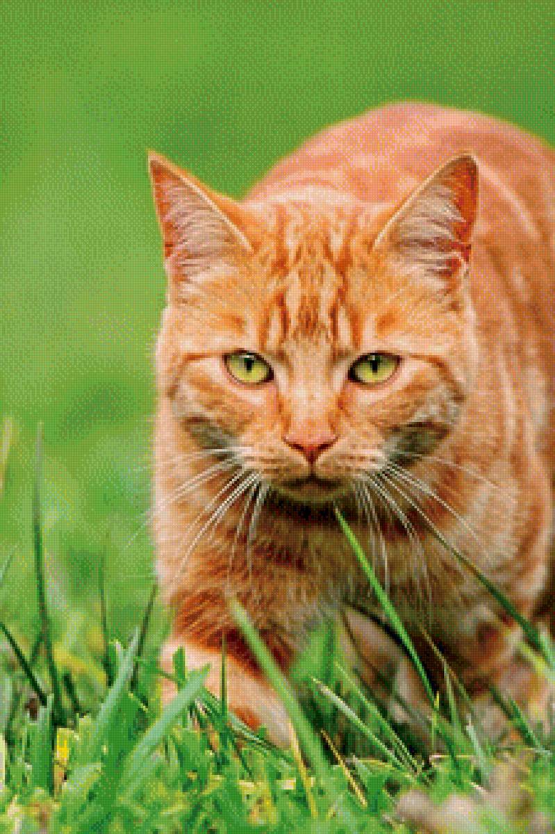 котик на травке - рыжик, кот - предпросмотр