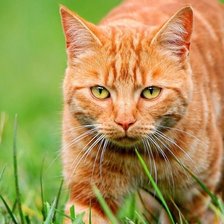 котик на травке