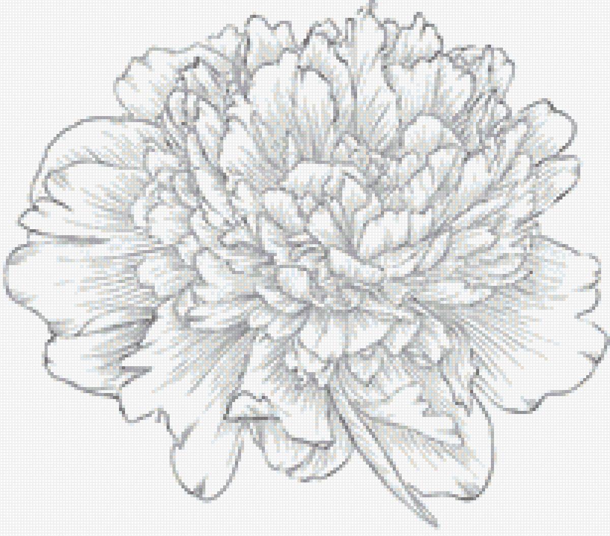 пион монохром - цветок, монохром, пион - предпросмотр